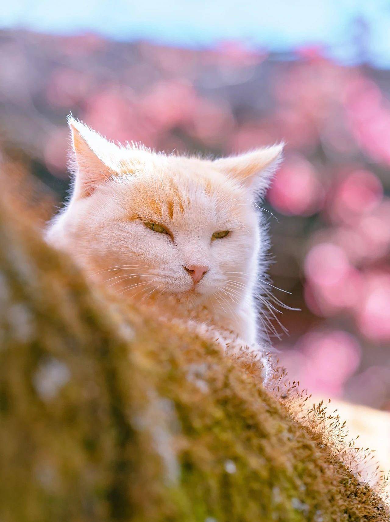 樱花猫梯子,樱花游戏网站单机游戏